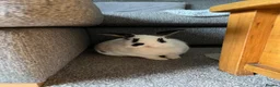 Lionhead rabbits for sale: Rabbits to re-home in Aylesbury - Advert 3