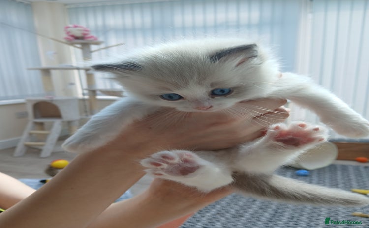 Ragdoll cats - Advert 2