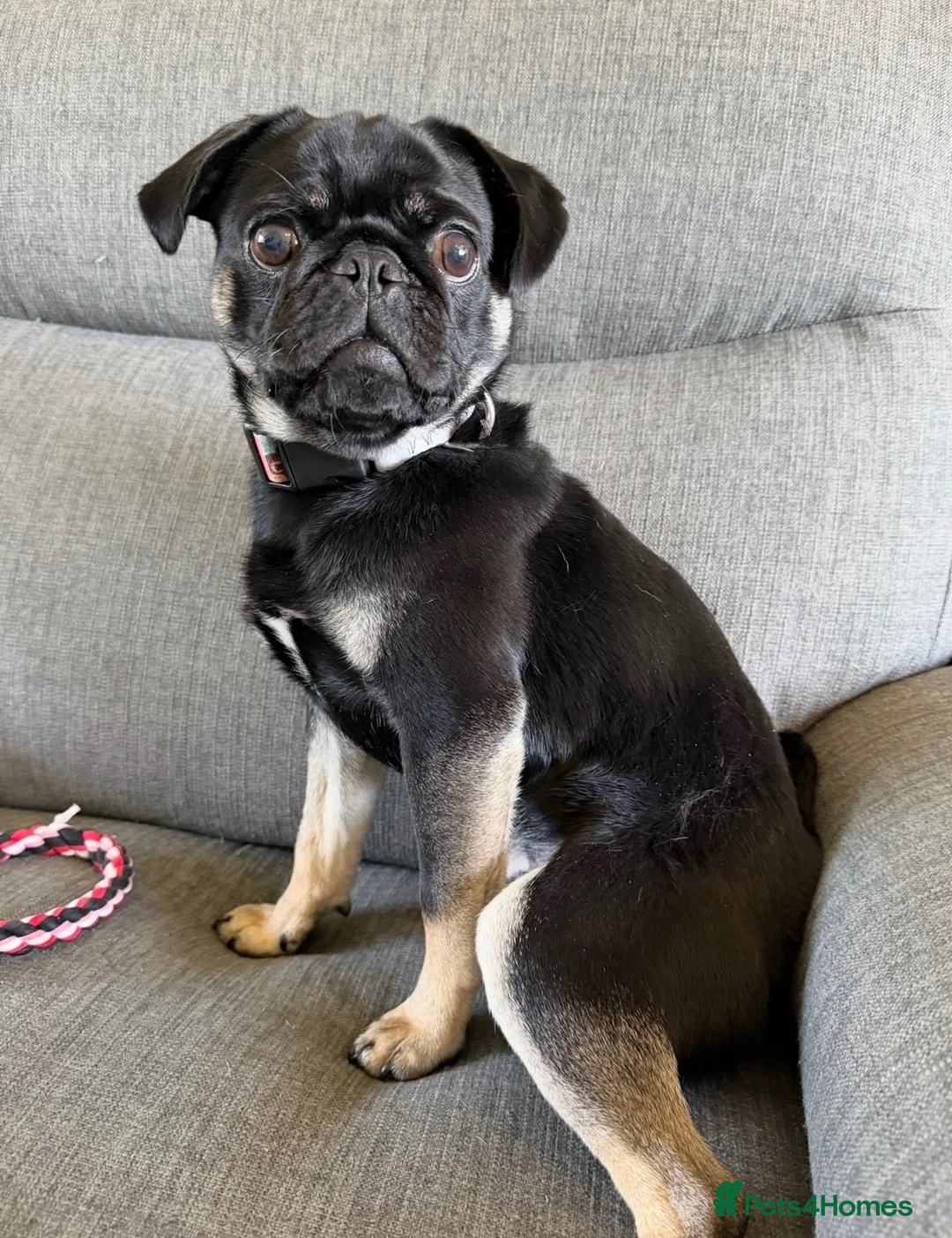 Pug dogs for sale: 15 month old male pug puppy  - Advert 2