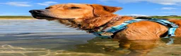 Golden Retriever dogs for sale: Waiting list open  - Advert 29