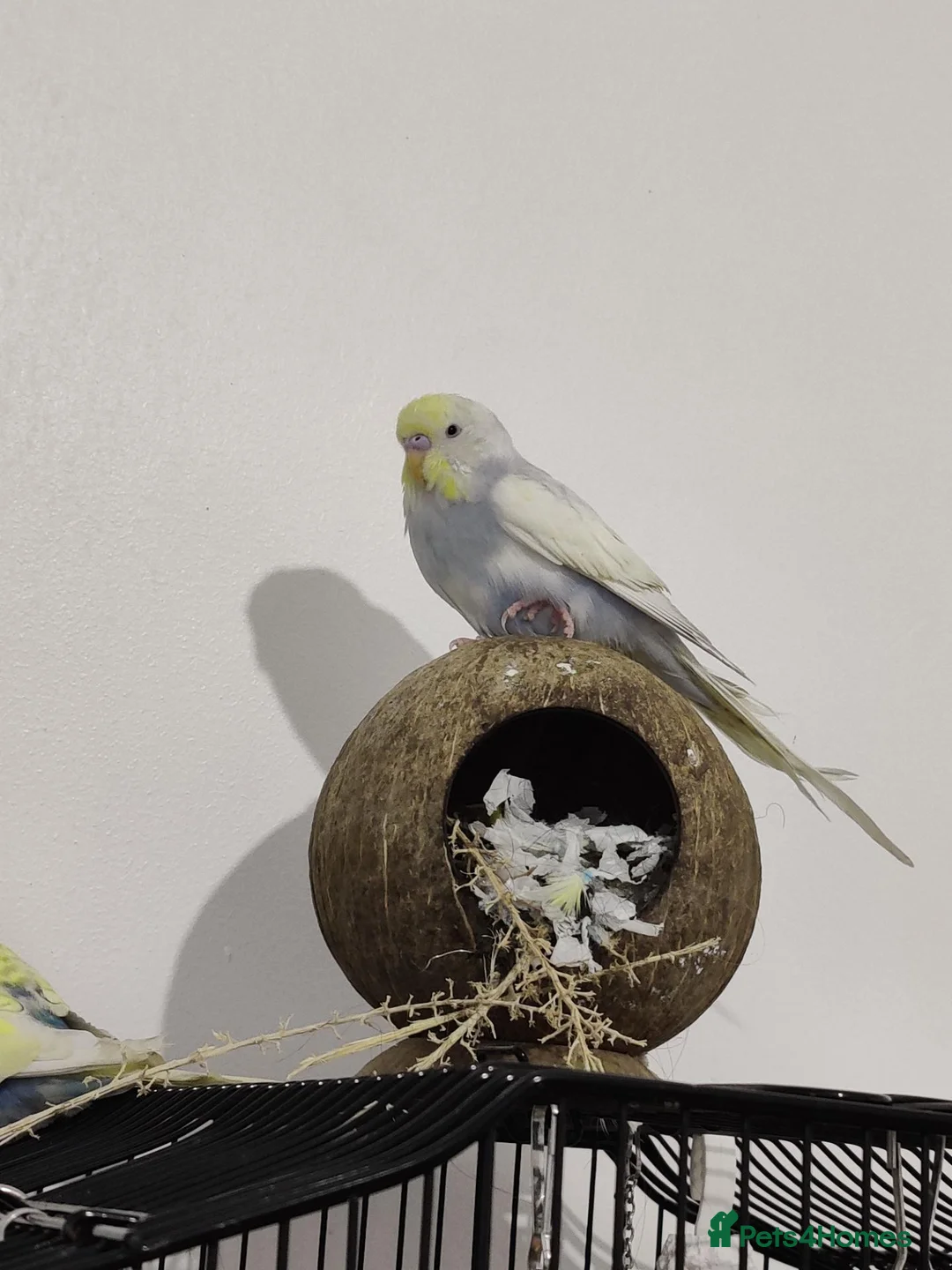 Conures birds for sale: Breeding Conure Pair and Baby Budgies  in Coventry - Advert 2