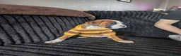 Boxer dogs for sale: Stunning boxer puppies  - Advert 6