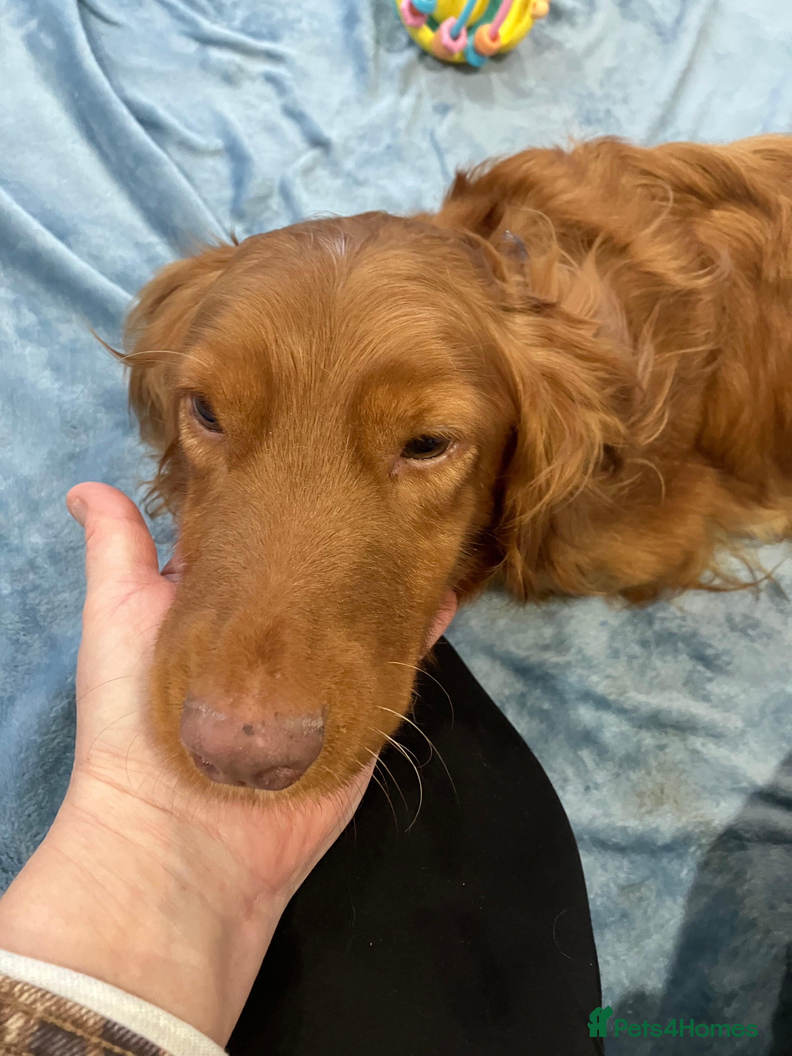 Cockapoo dogs Our darling cockapoos 🥰 - Advert 1