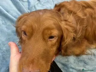 Cockapoo dogs Our darling cockapoos 🥰 - Advert 1