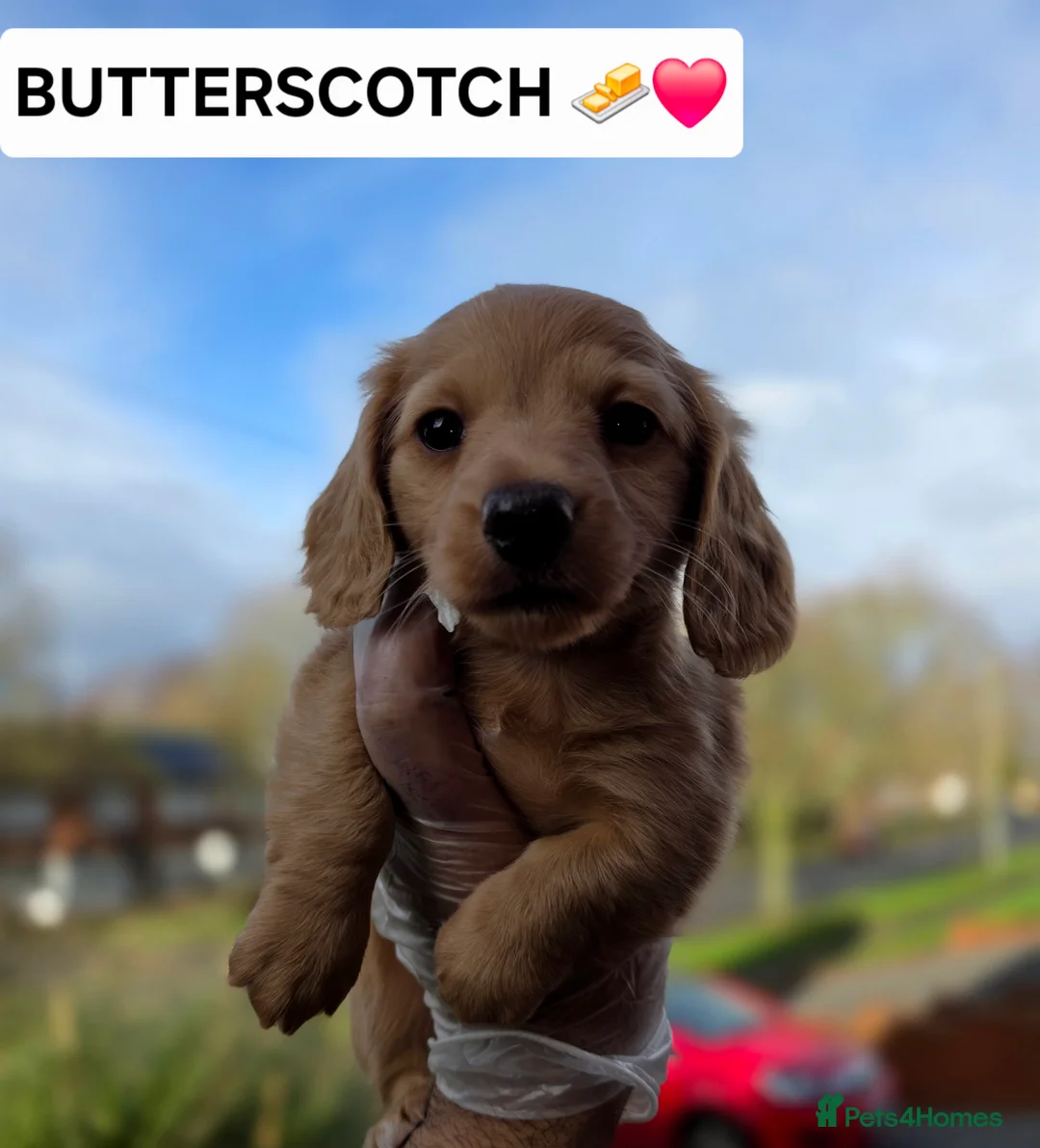 Miniature Dachshund dogs for sale: LONG HAIRED MINIATURE DACHSHUND'S LITTER ❤️❤️ - Advert 7