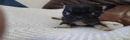 French Bulldog dogs for sale: French Bulldog puppies  - Advert 5