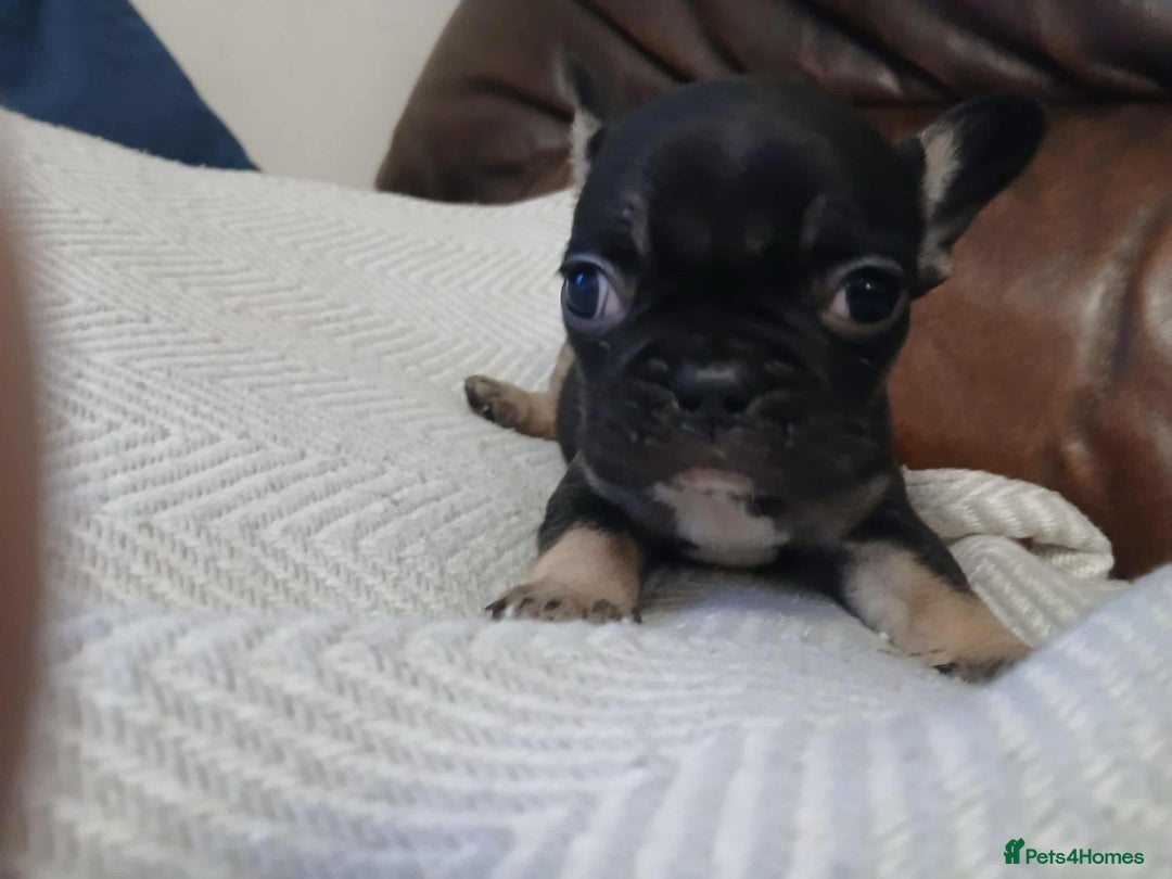 French Bulldog dogs for sale: French Bulldog puppies  - Image 6