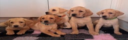 Labrador Retriever dogs for sale: Health tested pedigree labrador puppies - Advert 10