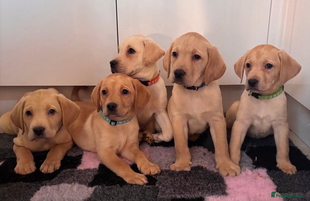 Labrador Retriever dogs for sale: Health tested pedigree labrador puppies - Advert 10