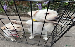 Mixed Breed dogs for sale: Beautiful Puppies looking for their forever home♥️ - Image 28