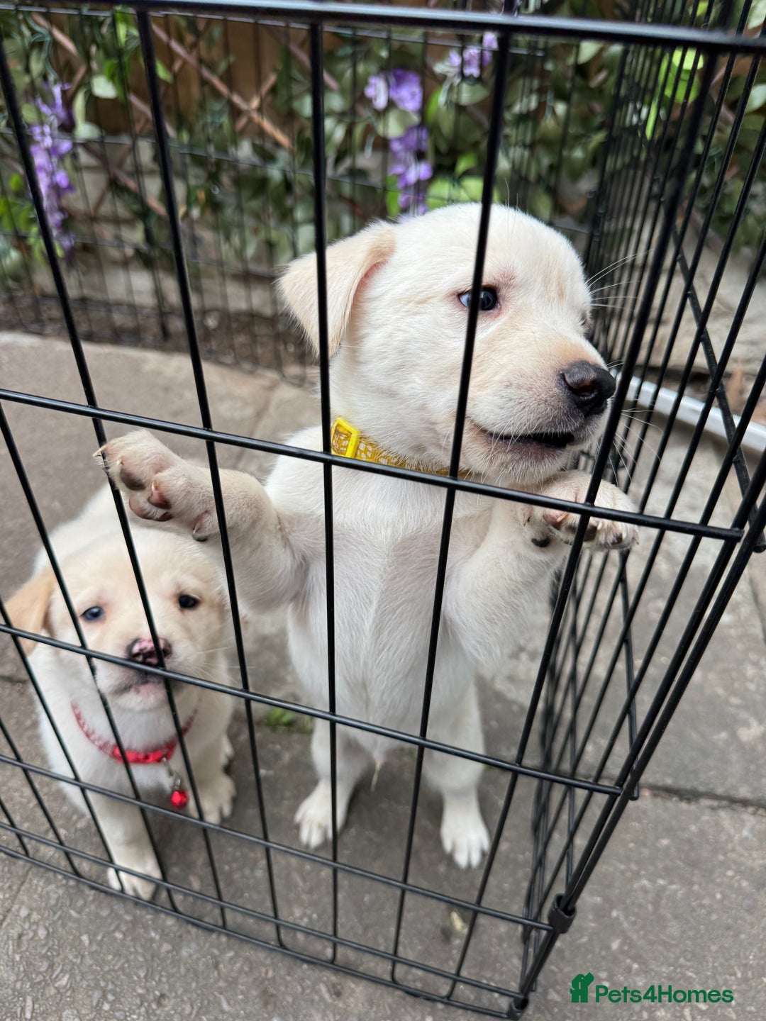 Mixed Breed dogs for sale: Beautiful Puppies looking for their forever home♥️ - Image 28