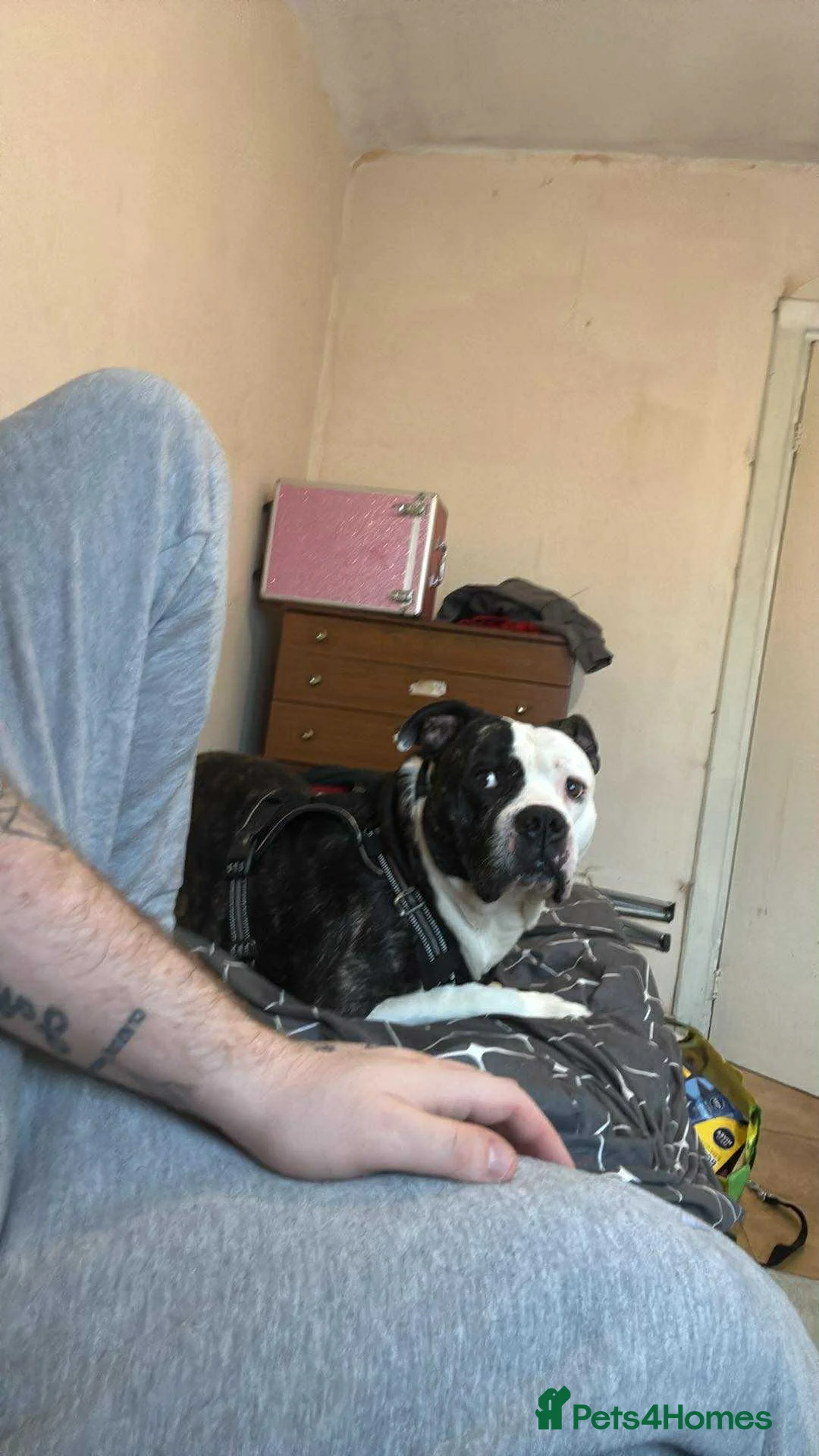 Mixed Breed dogs for sale: Large dog for sale  - Advert 2