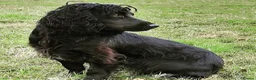Cocker Spaniel dogs for sale: Black dog & black bitch  - Advert 10