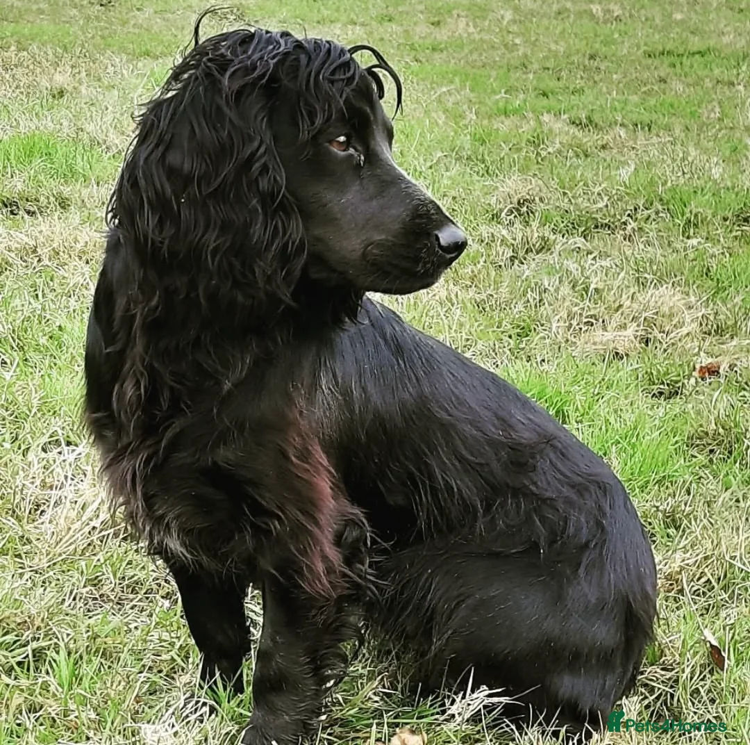 Cocker Spaniel dogs for sale: Black dog & black bitch  - Advert 10