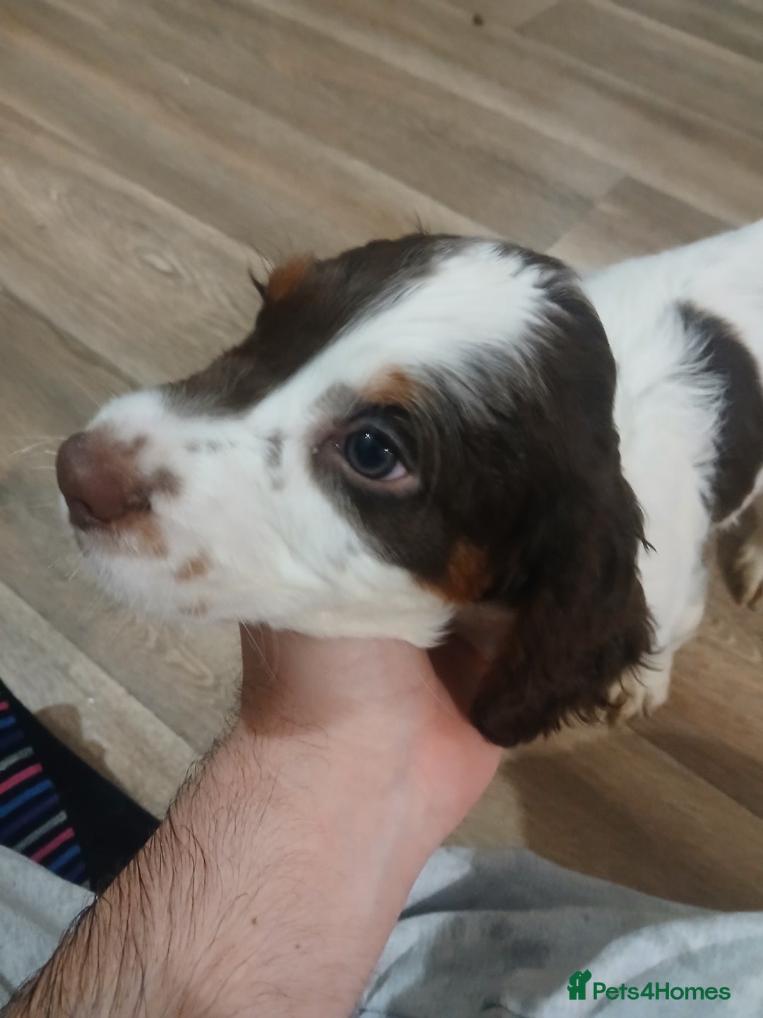 Cocker Spaniel dogs for sale: Cocker spaniel pup - Image 5