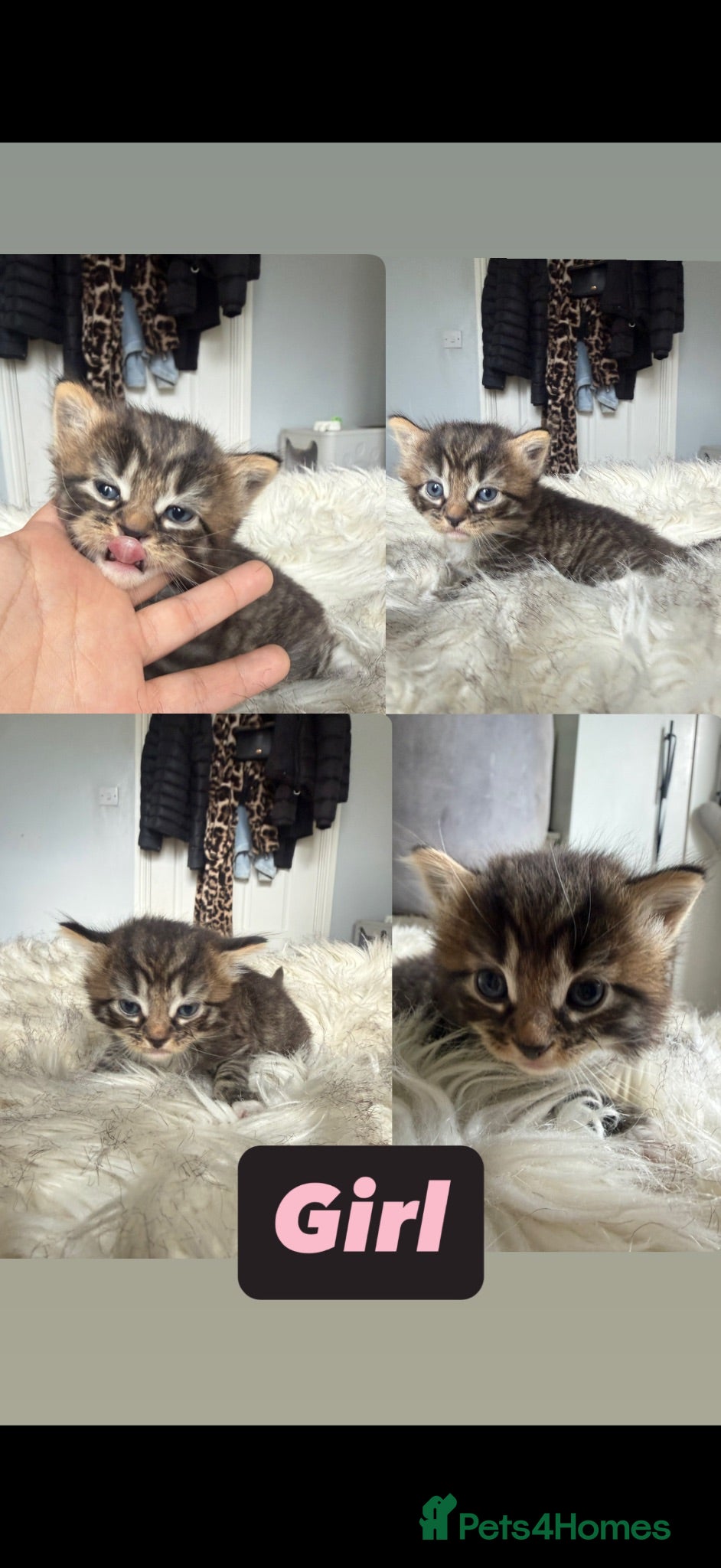 Mixed Breed cats 5 beautiful girl kittens - Advert 6