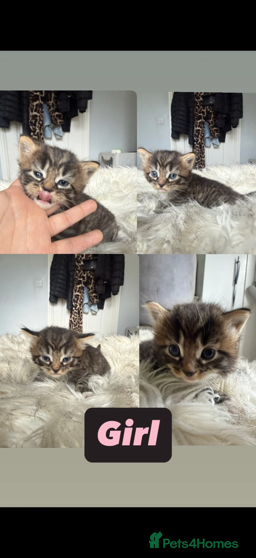 Mixed Breed cats for sale: 5 beautiful girl kittens in Stockport - Advert 2