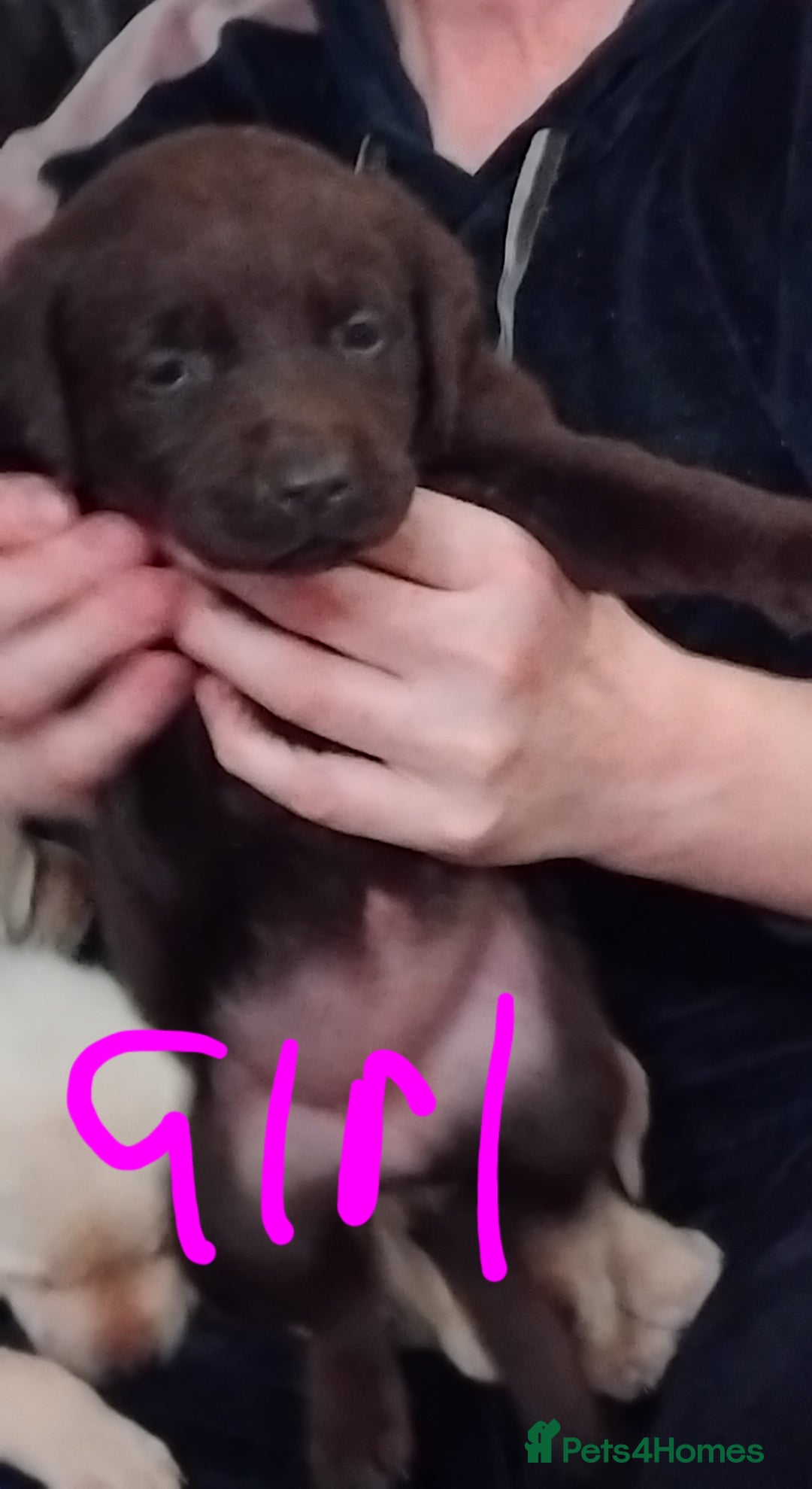 Labrador Retriever dogs for sale: Lovely Labrador puppies  - Advert 7