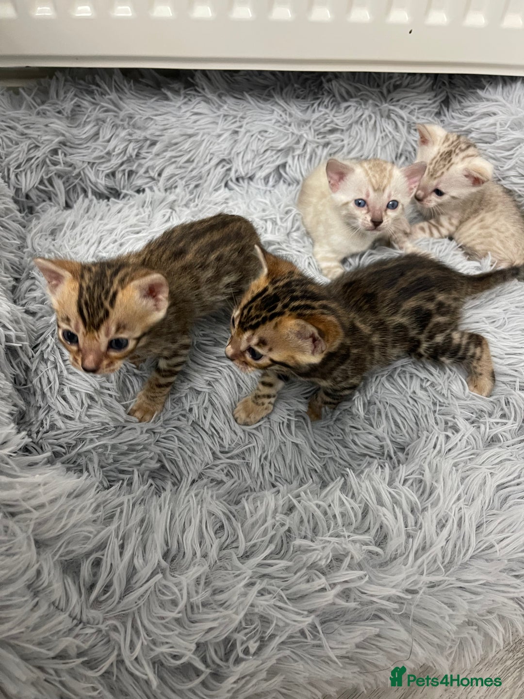 Bengal cats for sale: Bengal kittens for sale - Advert 8