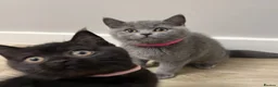 British Shorthair cats for sale: ✨ beautiful black/blue British Shorthair kittens✨ - Advert 2