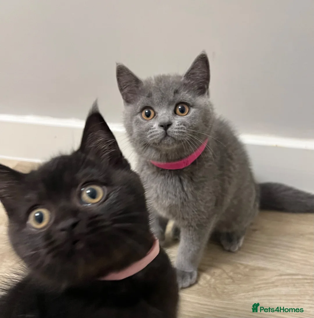 British Shorthair cats for sale: ✨ beautiful black/blue British Shorthair kittens✨ - Advert 2