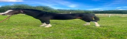 Welsh Section A horses for sale: Registered sec A Colt  in Manchester - Advert 3