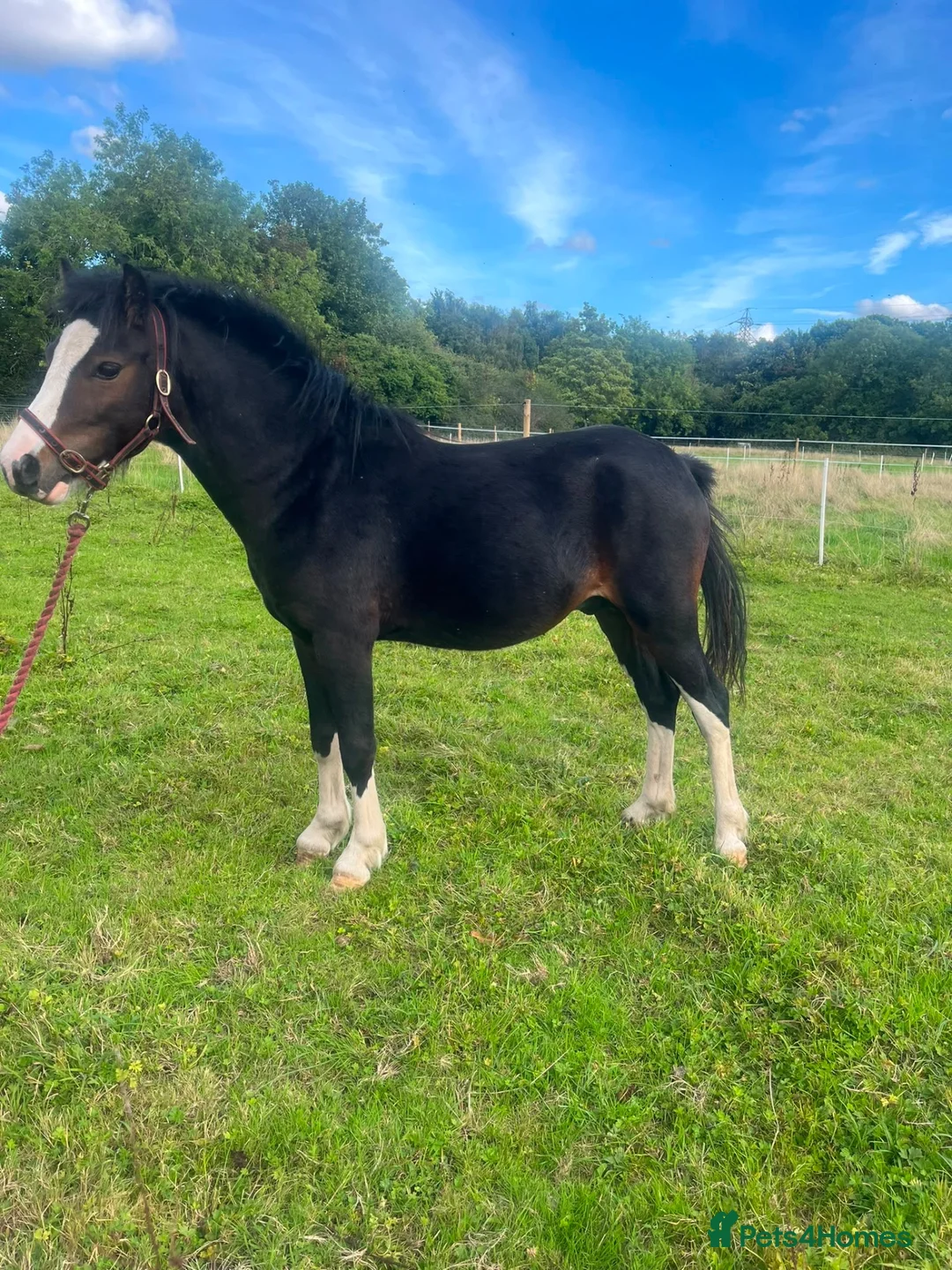Welsh Section A horses for sale: Registered sec A Colt  in Manchester - Advert 3