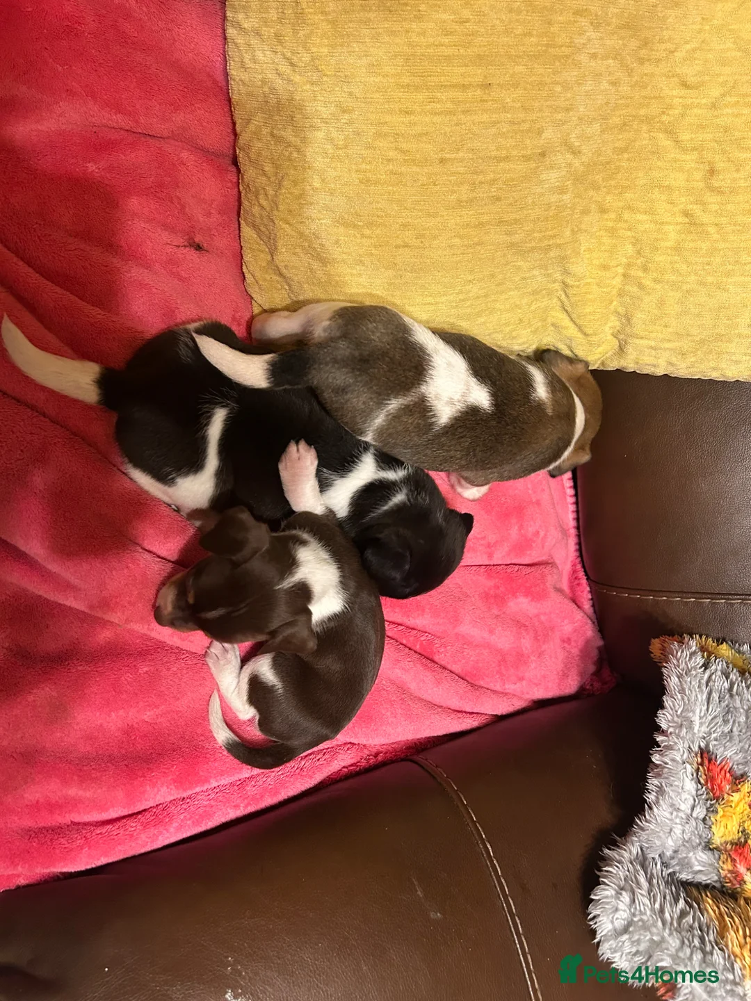 Jack Russell dogs for sale: Jack Russell puppies ready now - Advert 2