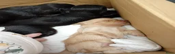 Cockapoo dogs for sale: Cockapoo pups READY 6TH NOVEMBER  - Advert 13