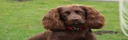 Sprocker dogs for sale: sprocker pups in King's Lynn - Advert 8