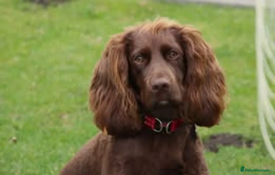 Sprocker dogs for sale: sprocker pups in King's Lynn - Advert 8