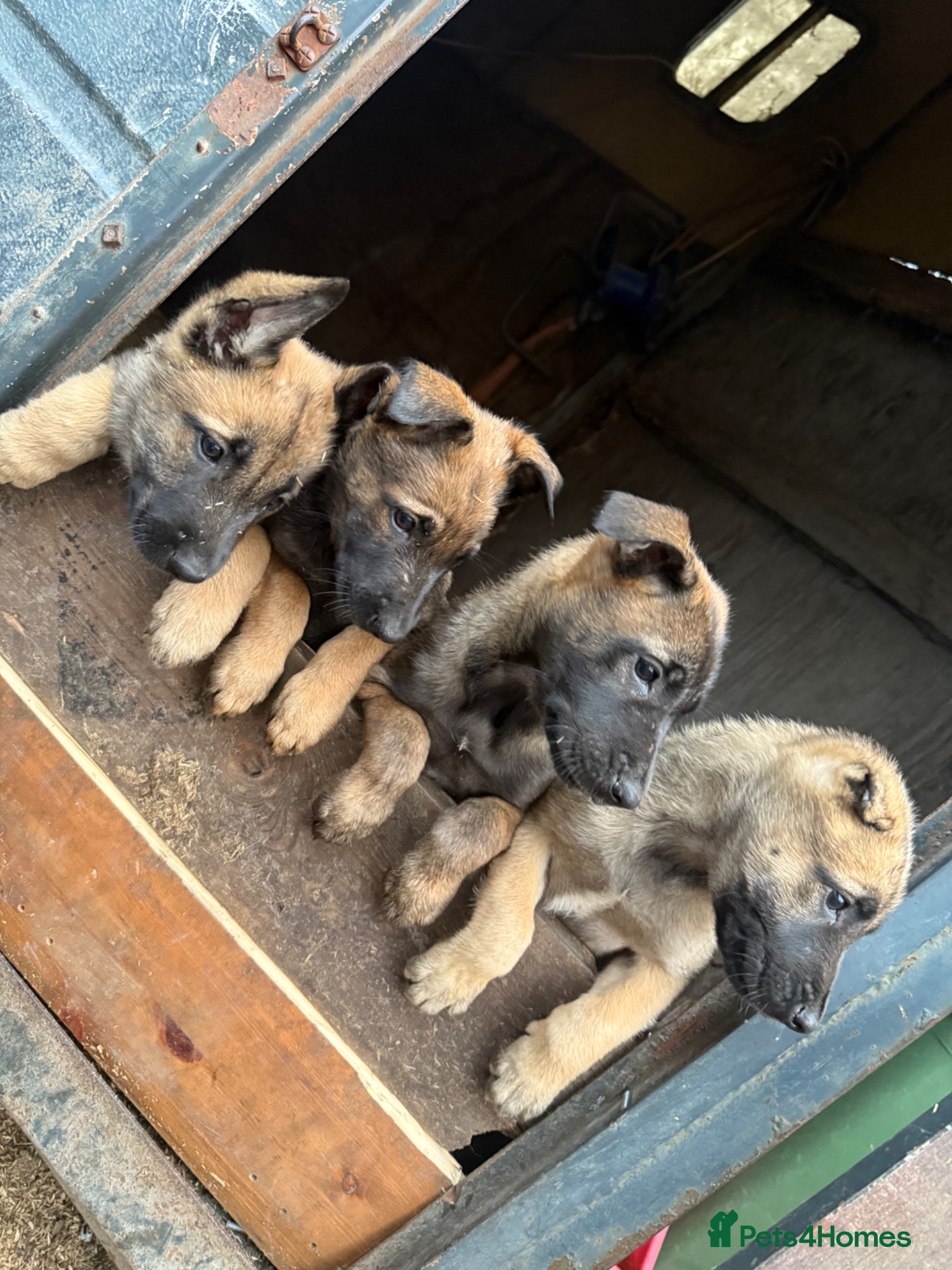 Belgian Shepherd Dog dogs Belgian malinois puppy’s  - Advert 2