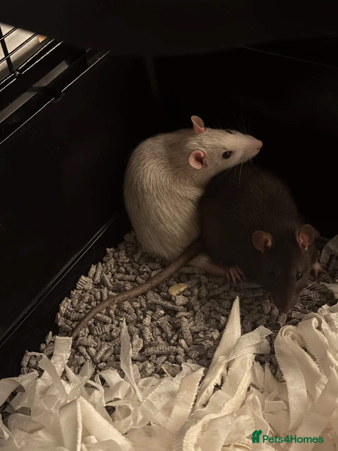 Rat rodents for sale: RATS - Sisters only babies still  - Advert 2