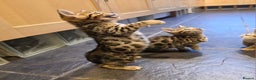 Bengal cats for sale: Outstanding quality Brown rosetted bengal kittens  - Advert 1