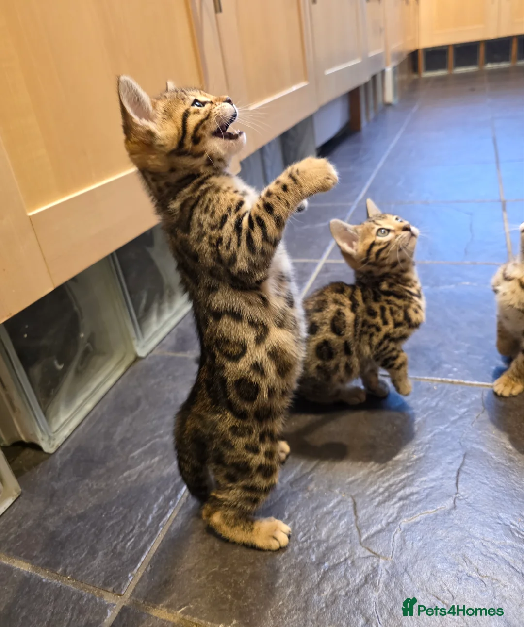 Bengal cats for sale: Outstanding quality Brown rosetted bengal kittens  - Advert 1
