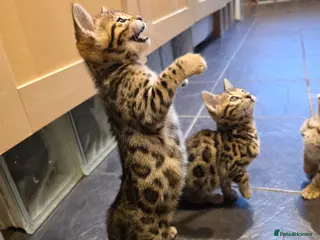 Bengal cats Outstanding quality Brown rosetted bengal kittens - Advert 15