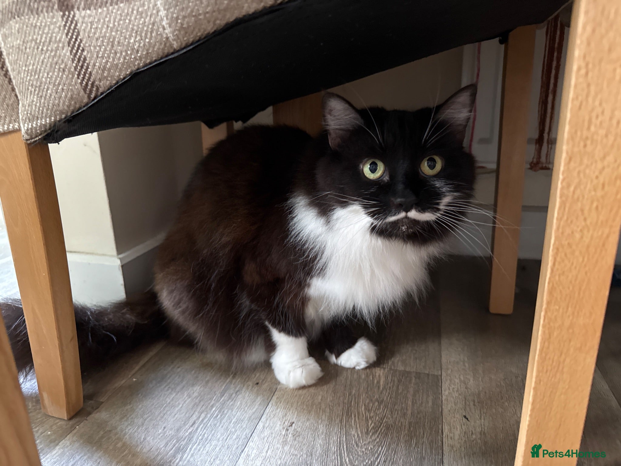 British Shorthair cats 2 x black and white cats - Advert 1