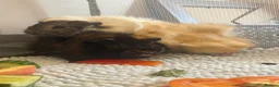 Guinea Pig rodents for sale: Pair of young male guinea pigs  in Bishop's Stortford - Advert 2