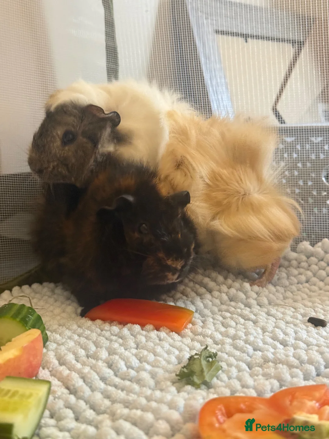 Guinea Pig rodents for sale: Pair of young male guinea pigs  in Bishop's Stortford - Advert 2
