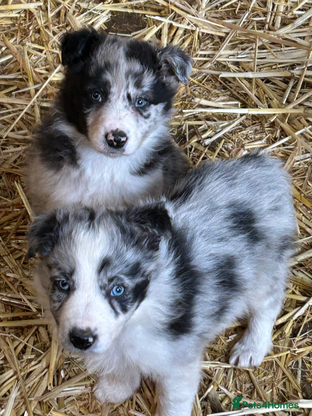 Border Collie dogs for sale: Beautiful border collie puppies  - Advert 1