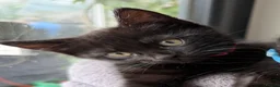Mixed Breed cats for sale: Stunning Kittens -  Part Bengal/Tabby  Ready Now - Advert 2