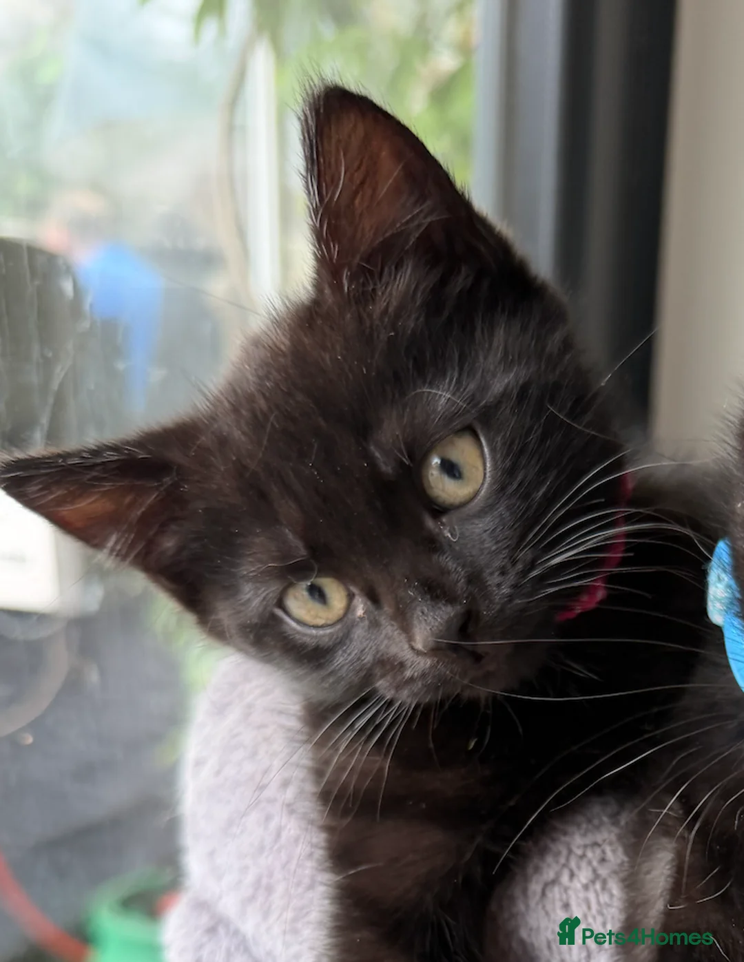Mixed Breed cats for sale: Stunning Kittens -  Part Bengal/Tabby  Ready Now - Advert 2