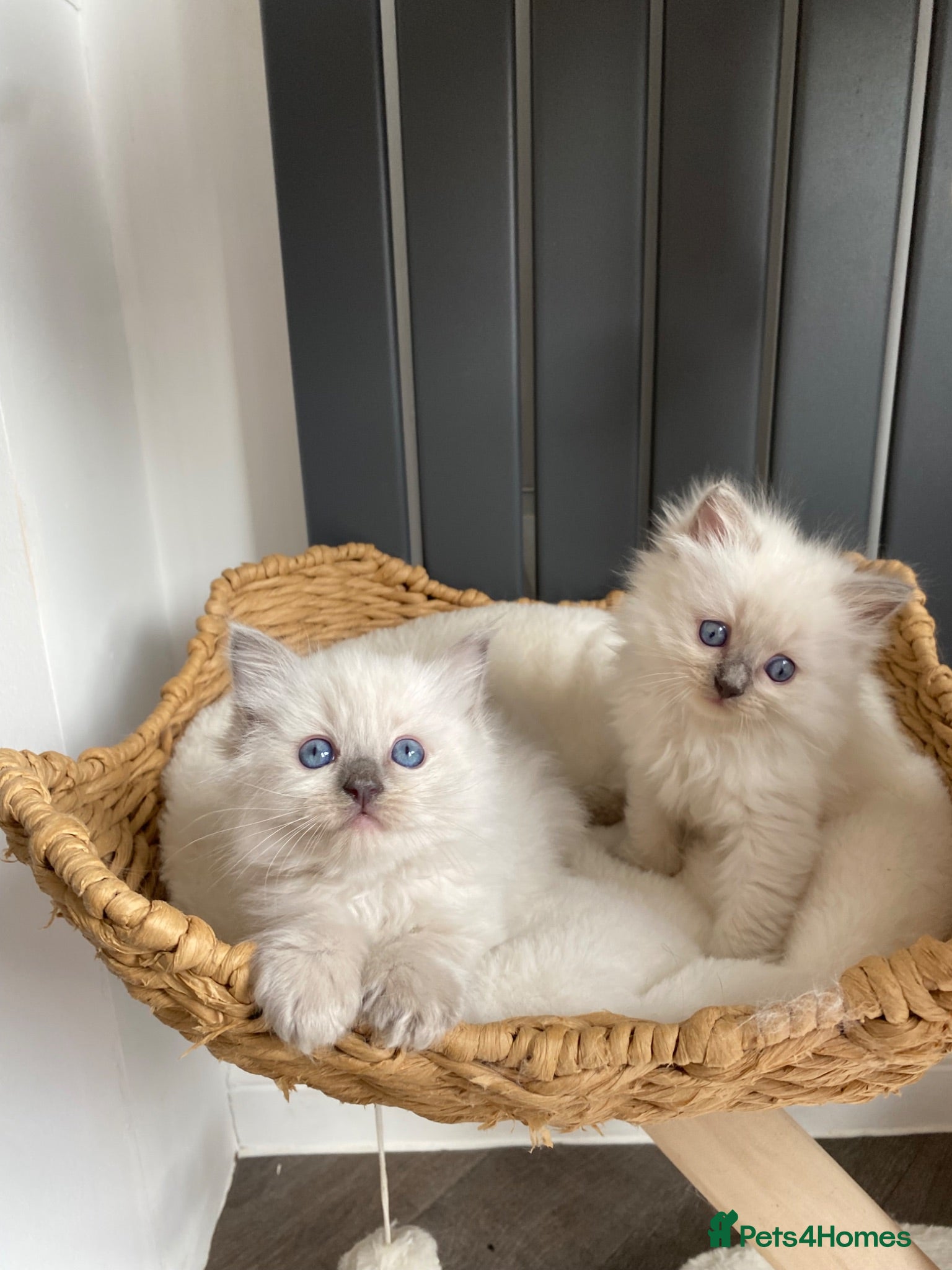 Ragdoll cats Beautiful Ragdolls  - Advert 6