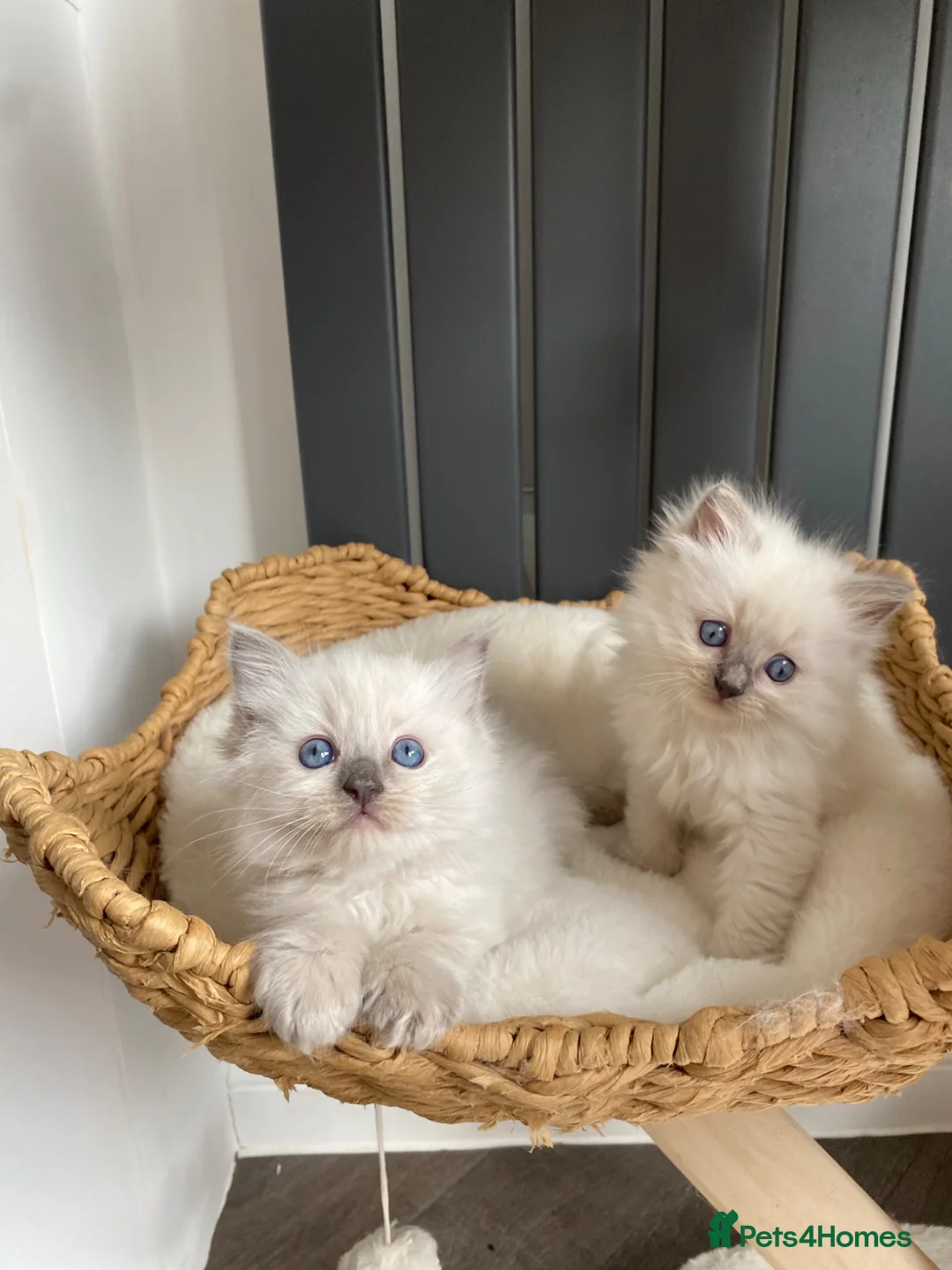 Ragdoll cats for sale: Beautiful Ragdolls😻 READY IN 2 WEEKS 😻 - Advert 1