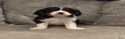 Cavalier King Charles Spaniel dogs for sale: CAVALIER KING CHARLES SPANIEL PUPPIES - Advert 9