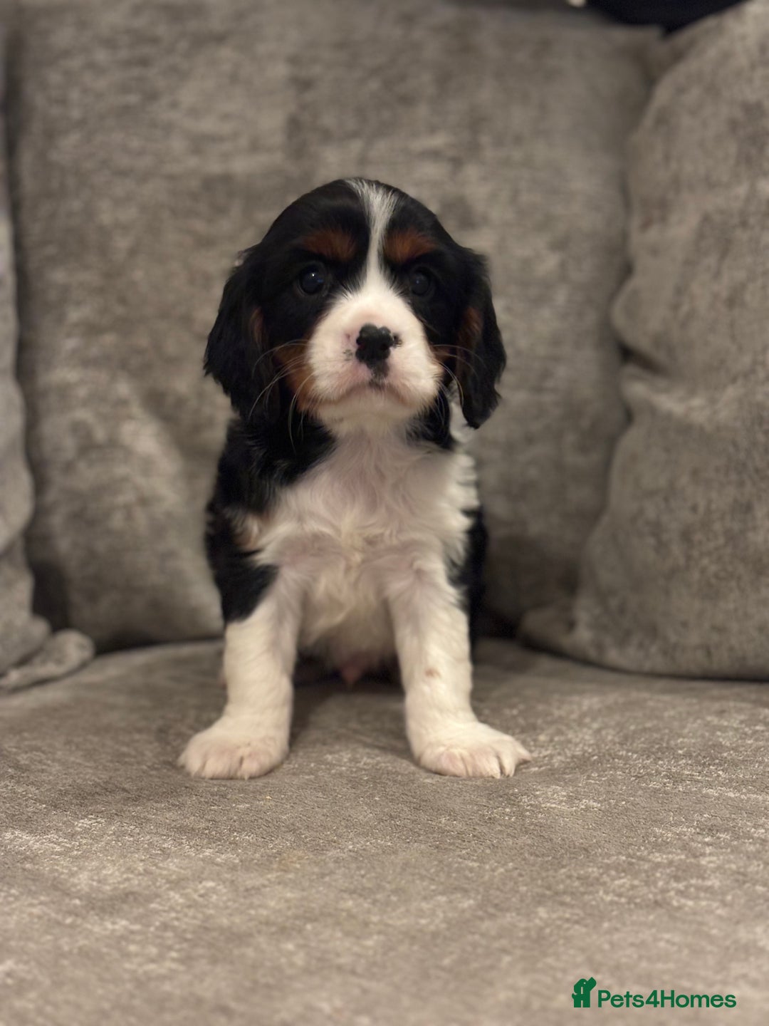 Cavalier King Charles Spaniel dogs for sale: CAVALIER KING CHARLES SPANIEL PUPPIES - Advert 9