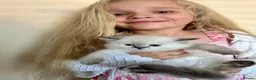 Ragdoll cats for sale: Stunning GCCF reg kittens, reputable breeder - Advert 7