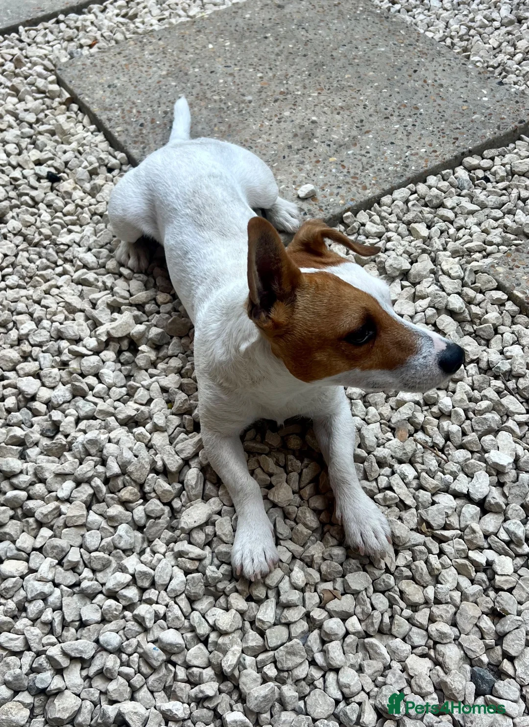 Mixed Breed dogs for sale: 11 month old puppy needing a new home in Brentwood - Advert 2