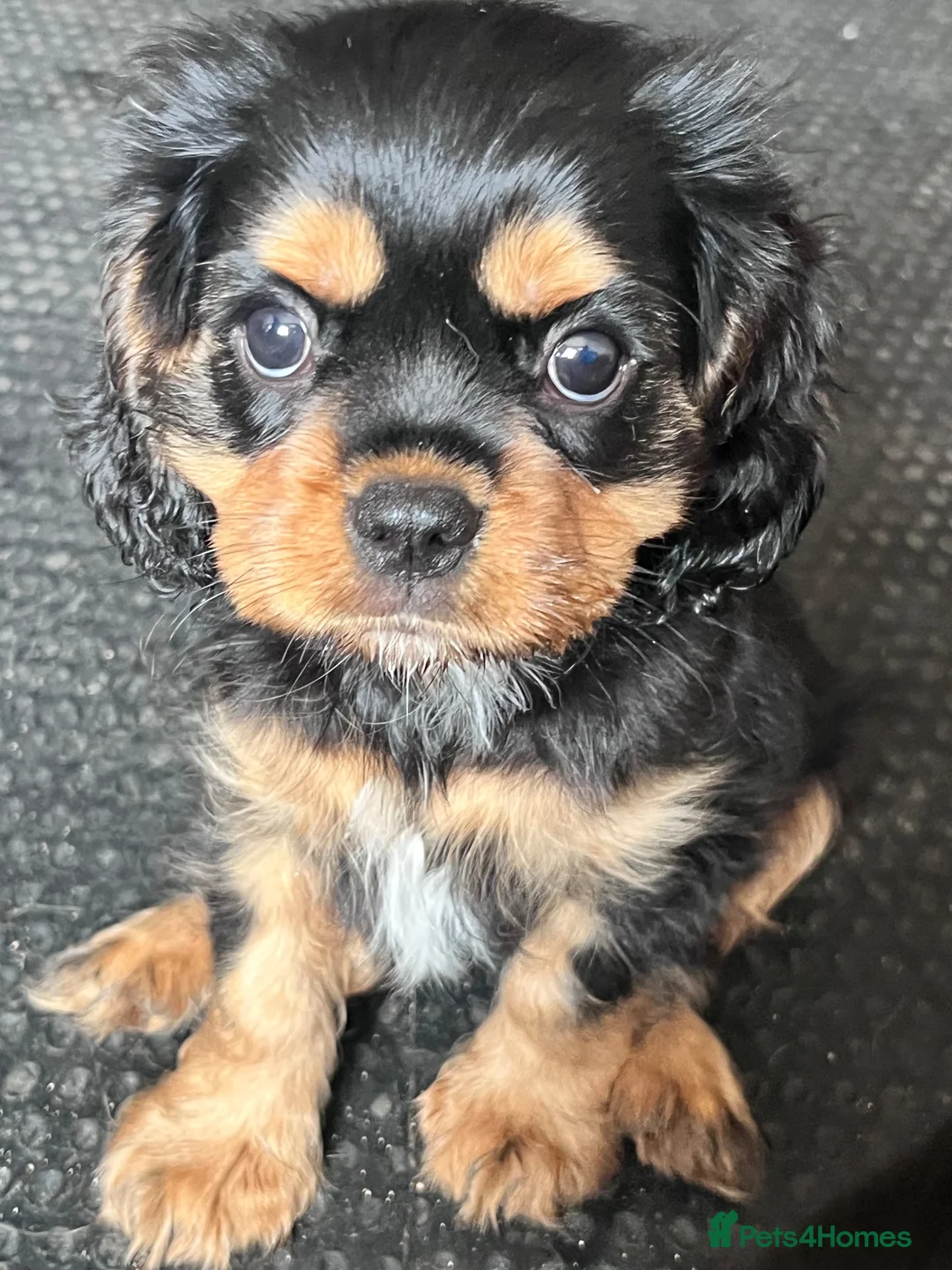 Cavalier King Charles Spaniel dogs for sale: REDUCED KC reg male cavalier King Charles spaniel - Advert 4