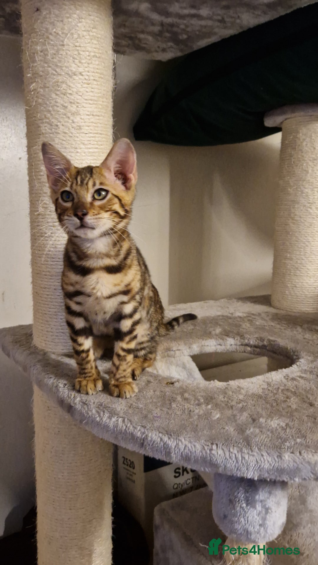 Bengal cats for sale: Beautiful kitten❤️Ready to go 😍  - Advert 16